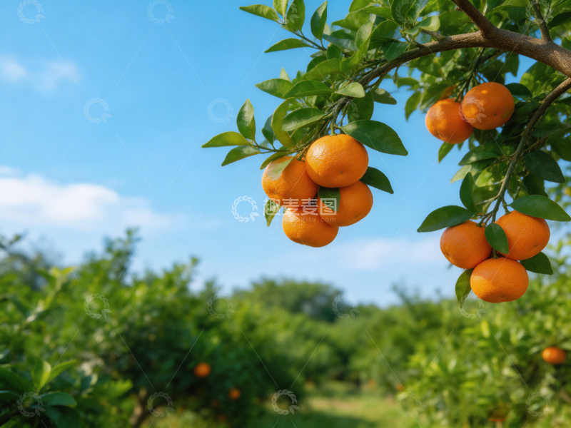 高清大图下载【趣麦麦图】果园橙子丰收风光摄影
