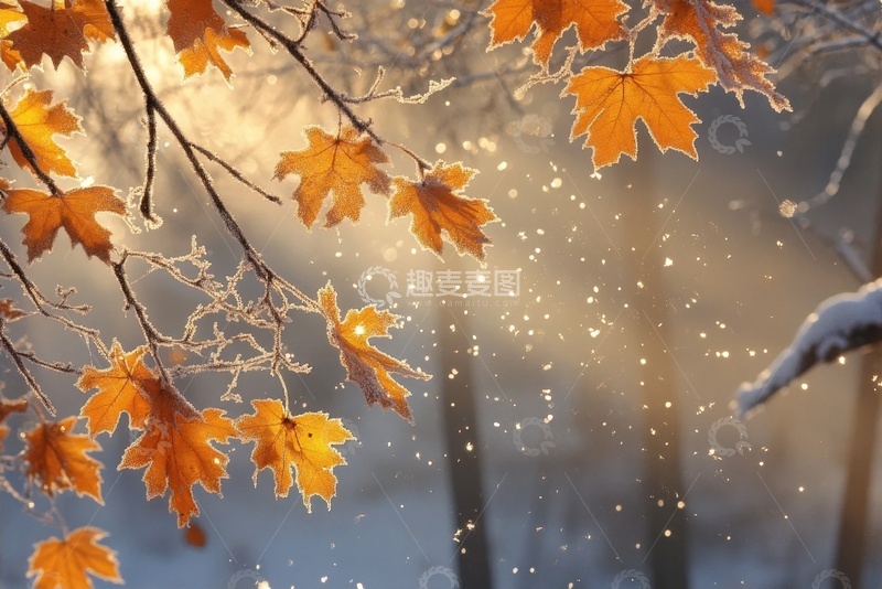 高清大图下载【趣麦麦图】秋季枫叶枝叶摄影