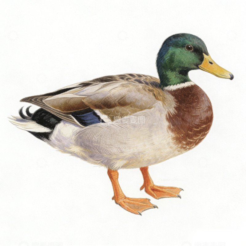 高清大图下载【趣麦麦图】写实鸭鸟插图