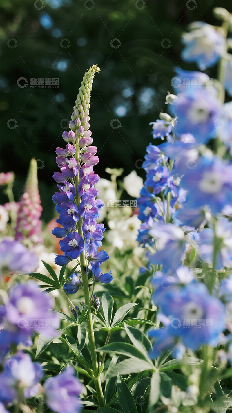高清大图下载【趣麦麦图】花园蓝紫色花朵特写
