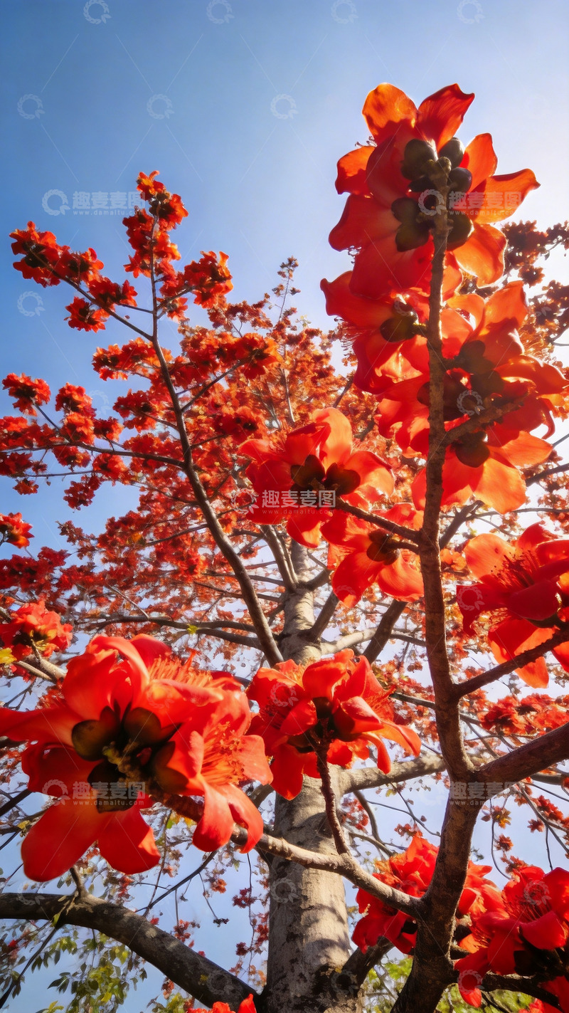 高清大图下载【趣麦麦图】春日木棉树特写4