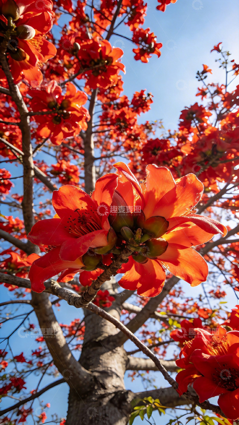 高清大图下载【趣麦麦图】春日木棉树特写2