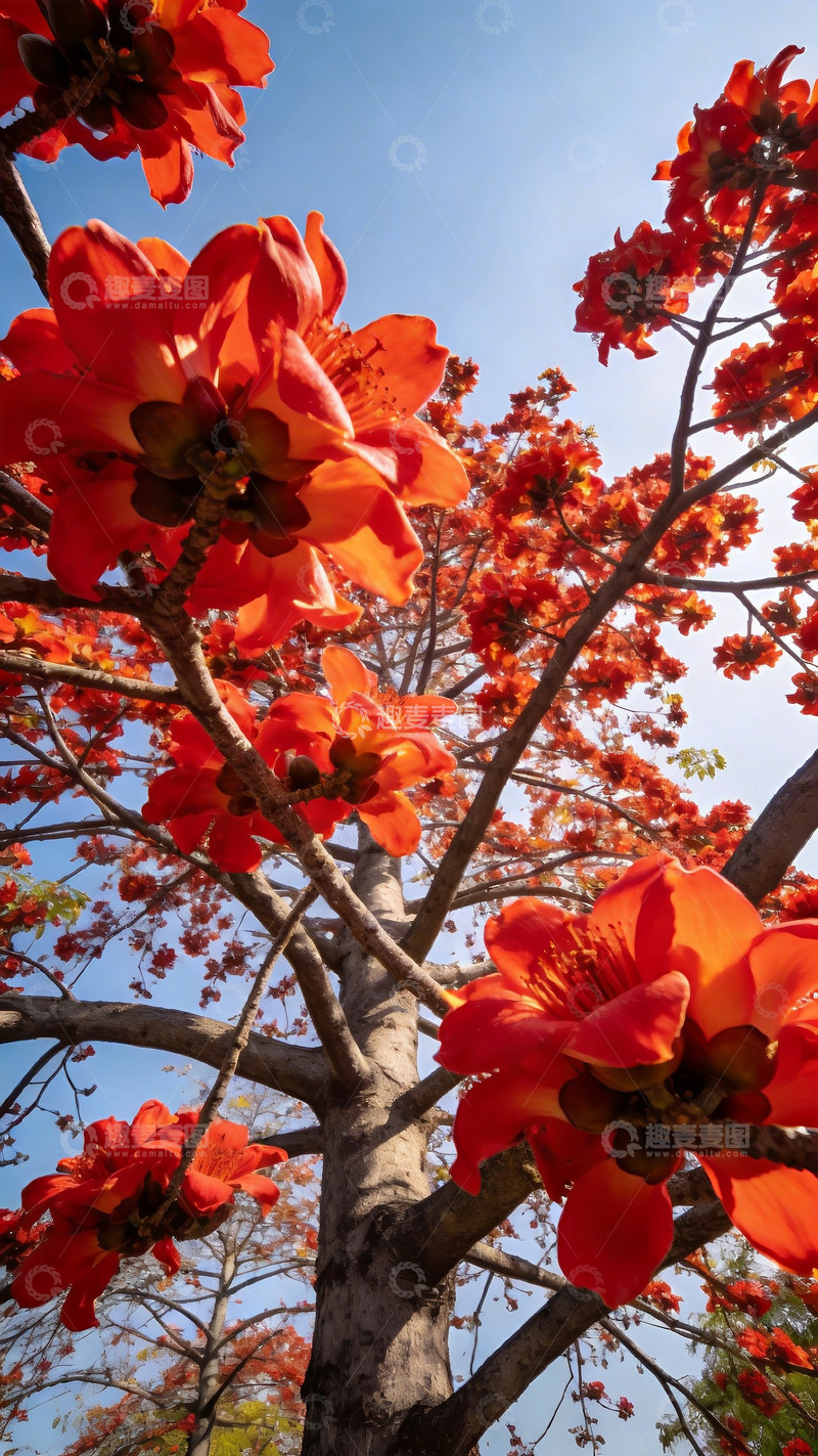 高清大图下载【趣麦麦图】春日木棉树特写1