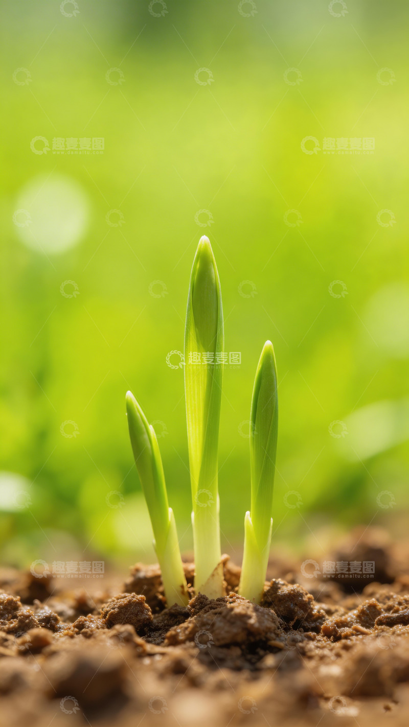 高清大图下载【趣麦麦图】春日里的春芽2