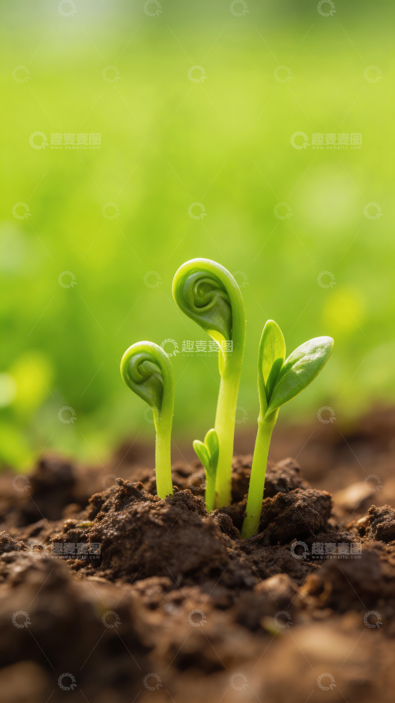 高清大图下载【趣麦麦图】春日里的春芽4