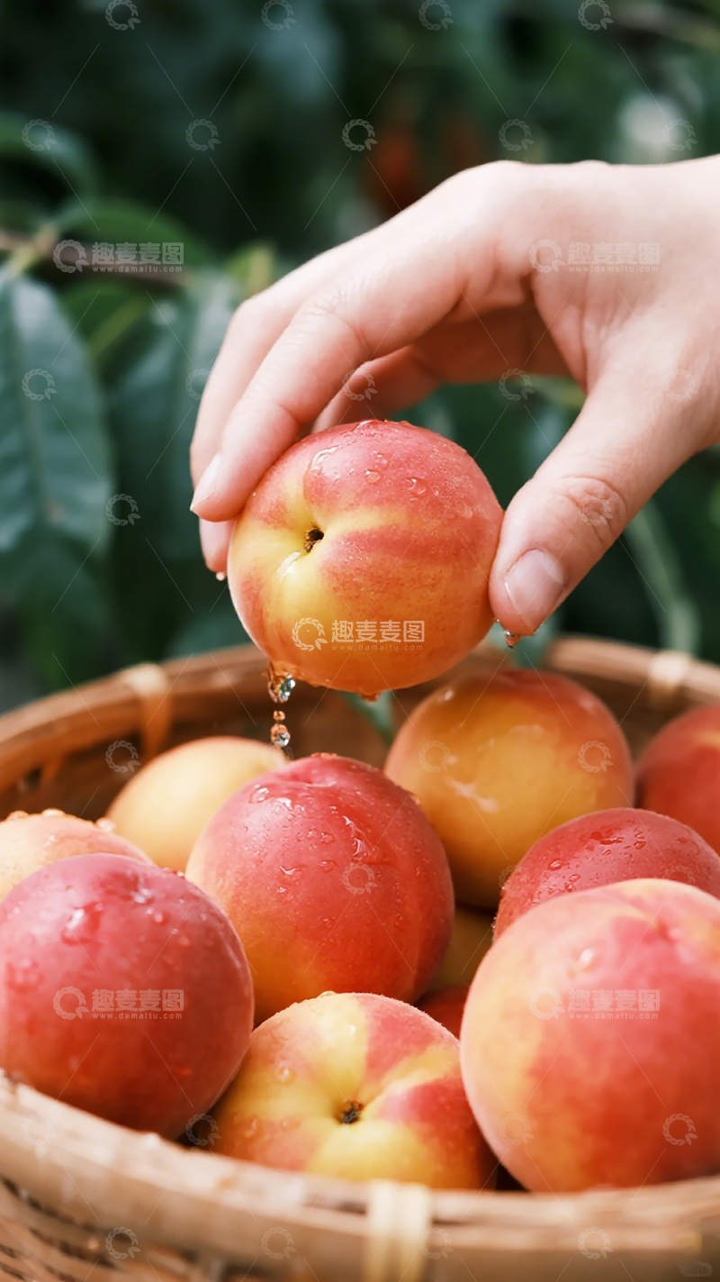 高清大图下载【趣麦麦图】新鲜桃子采摘特写摄影