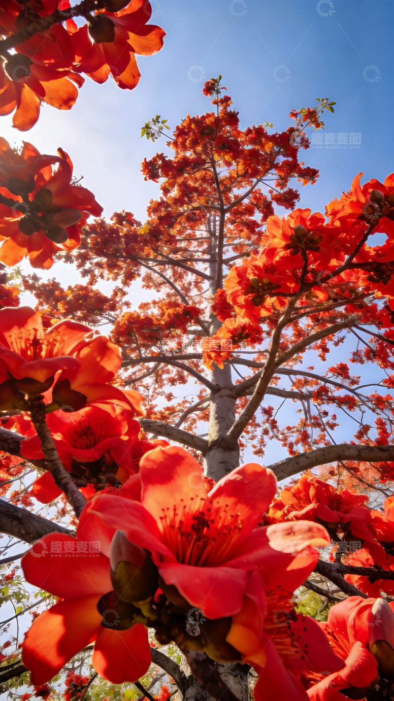 高清大图下载【趣麦麦图】春日木棉树特写3