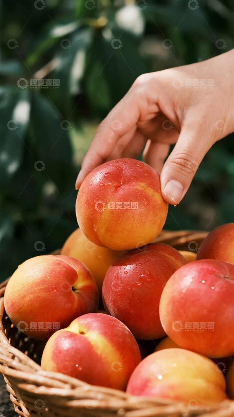 高清大图下载【趣麦麦图】鲜桃丰收采摘图