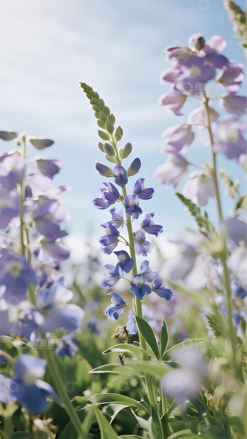 高清大图下载【趣麦麦图】紫色花朵蓝天背景摄影