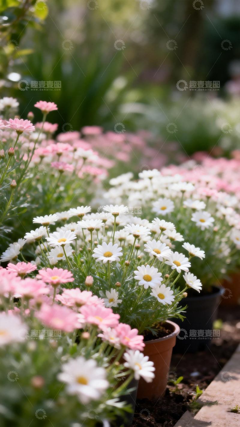 高清大图下载【趣麦麦图】花园盛开的雏菊盆栽美景
