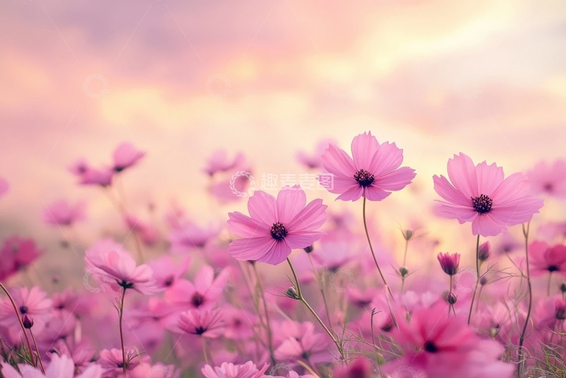 高清大图下载【趣麦麦图】粉色的格桑花摄影