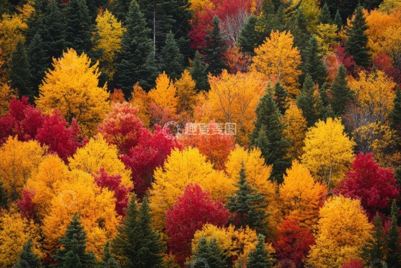 高清大图下载【趣麦麦图】秋季金黄色的森林树林