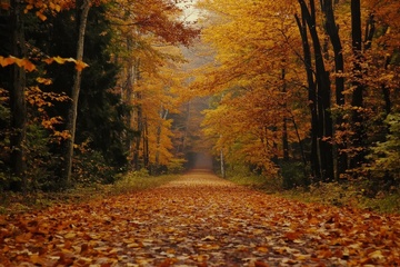 秋季树林里的大道