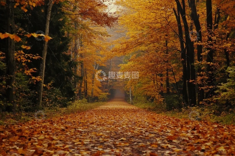 高清大图下载【趣麦麦图】秋季树林里的大道