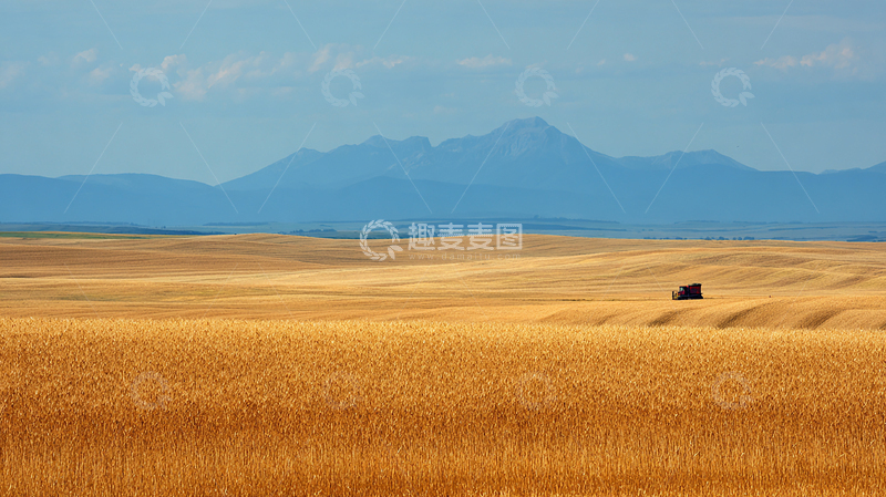高清大图下载【趣麦麦图】金色麦田的辽阔景色