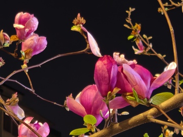 粉色玉兰花 玉兰 春天花卉