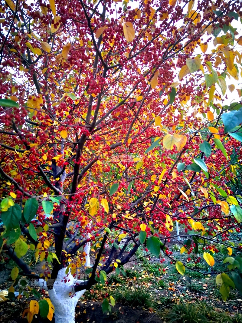 高清大图下载【趣麦麦图】秋意浓果满枝风景摄影