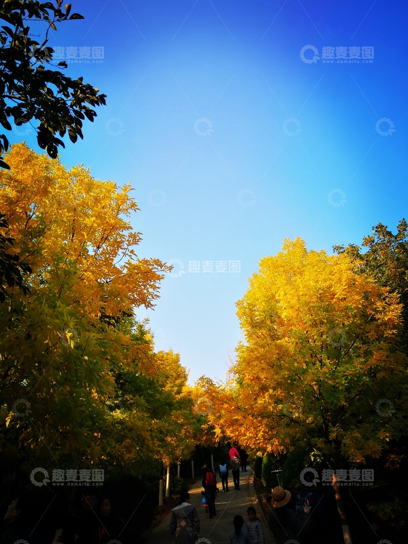 高清大图下载【趣麦麦图】秋日金黄林荫道