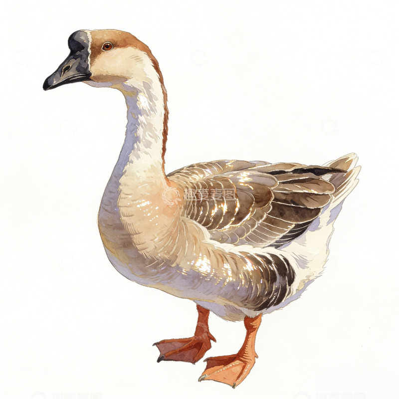 高清大图下载【趣麦麦图】鹅鸟水彩画素材