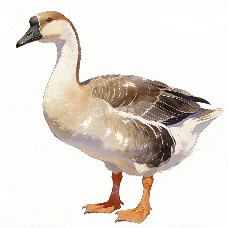 高清大图下载【趣麦麦图】写实风鹅插画设计素材
