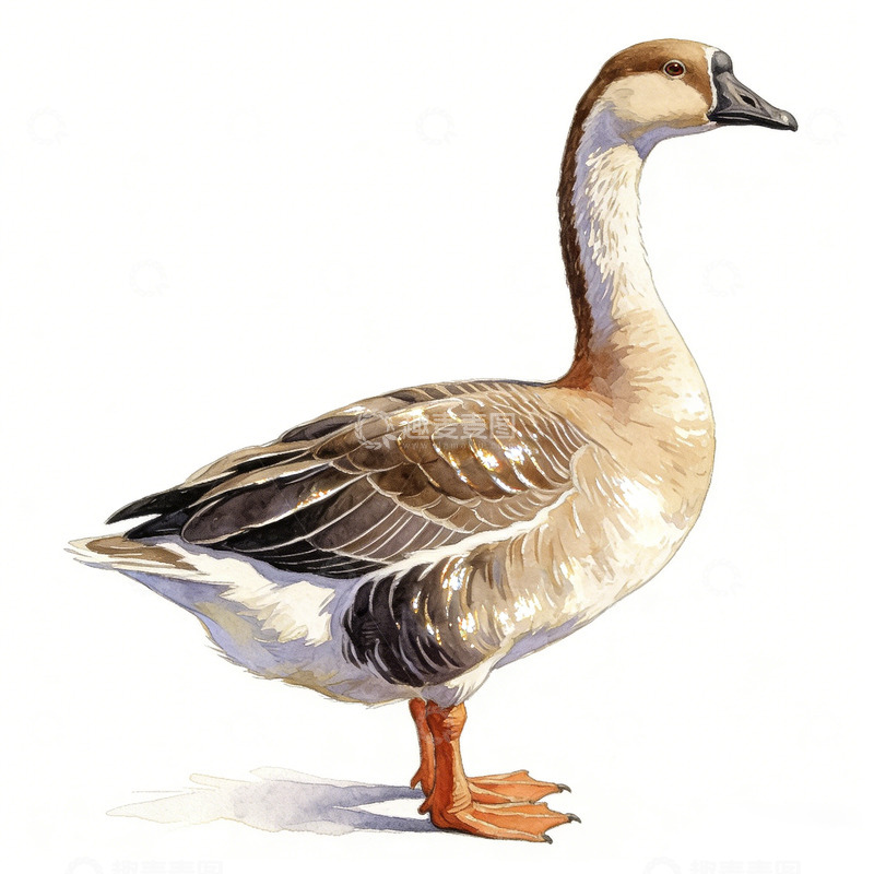 高清大图下载【趣麦麦图】写实风鹅插画艺术插画素材