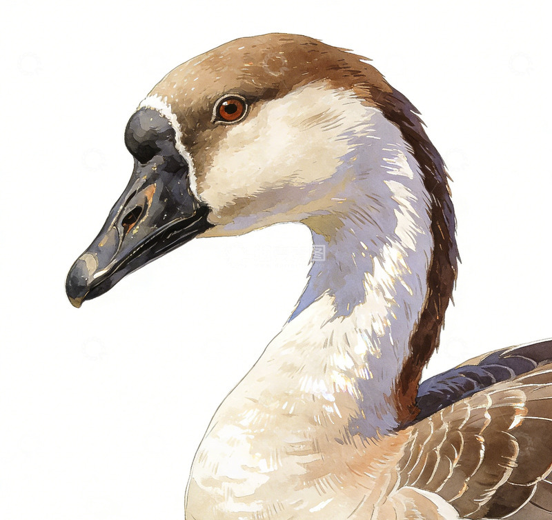 高清大图下载【趣麦麦图】鹅鸟特写水彩画