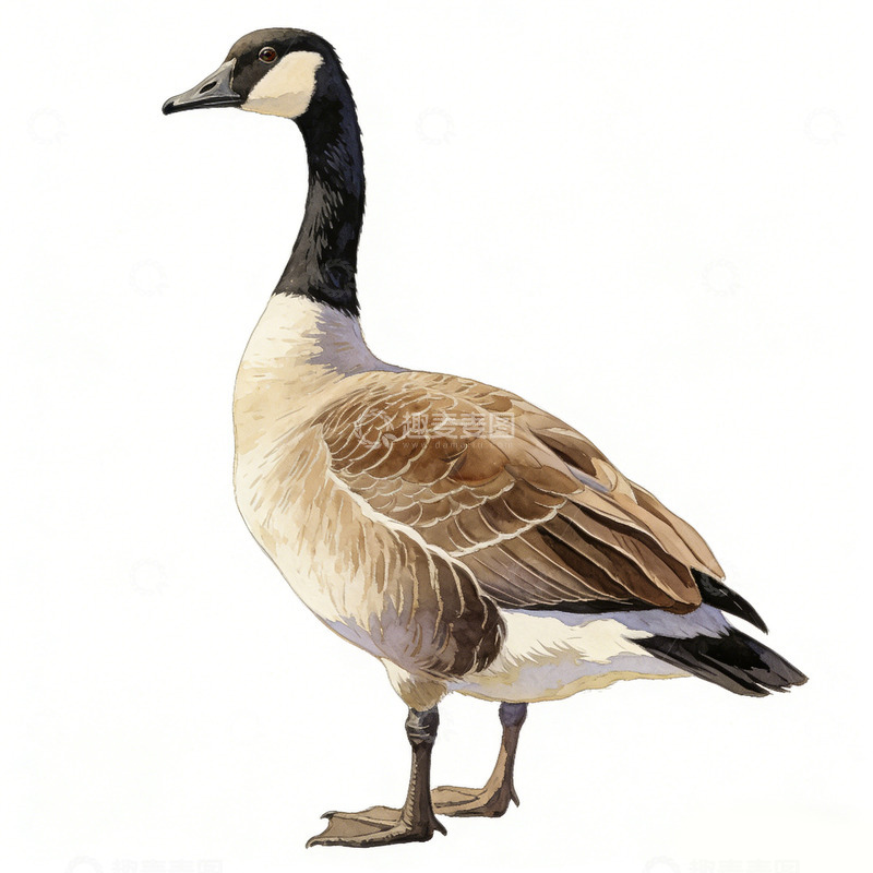 高清大图下载【趣麦麦图】写实黑雁插画