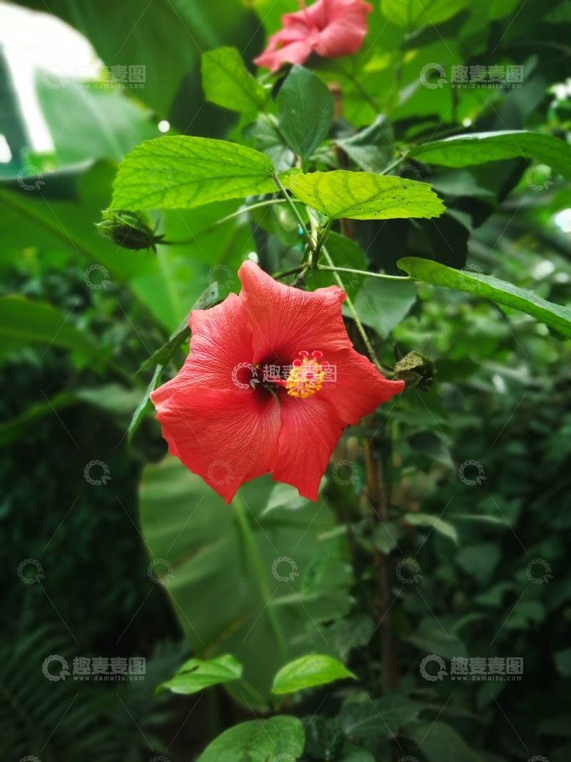 高清大图下载【趣麦麦图】红花绿叶自然摄影