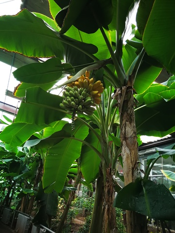 热带植物园香蕉树