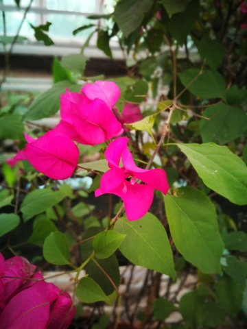鲜艳三角梅花朵特写