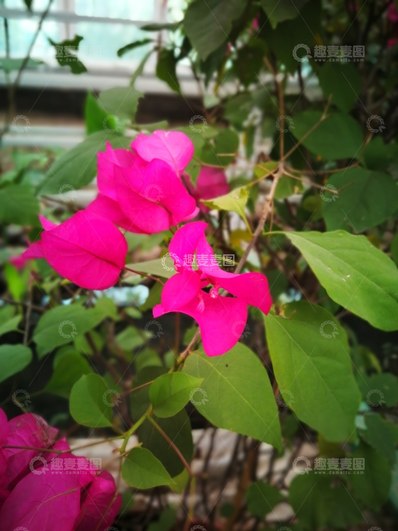 高清大图下载【趣麦麦图】鲜艳三角梅花朵特写