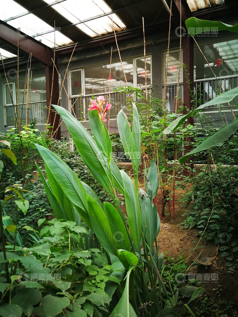 高清大图下载【趣麦麦图】温室花园植物生长景象