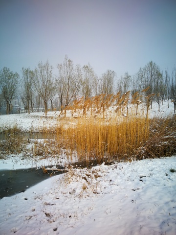 冬日雪景芦苇景观