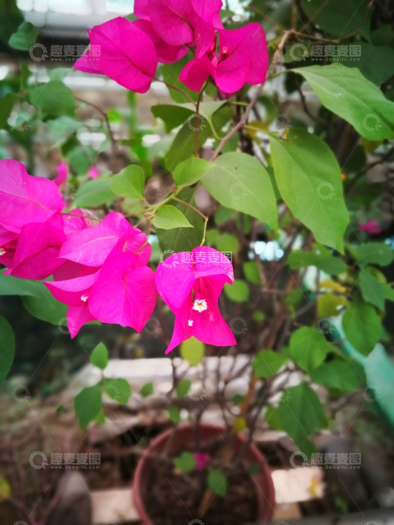 高清大图下载【趣麦麦图】粉红三角梅花丛特写