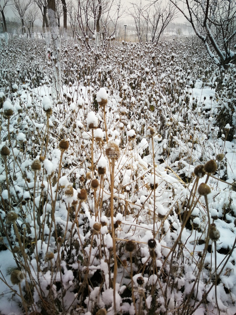 高清大图下载【趣麦麦图】冬日雪景枯草风光摄影