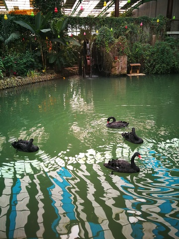 热带植物园黑天鹅池景