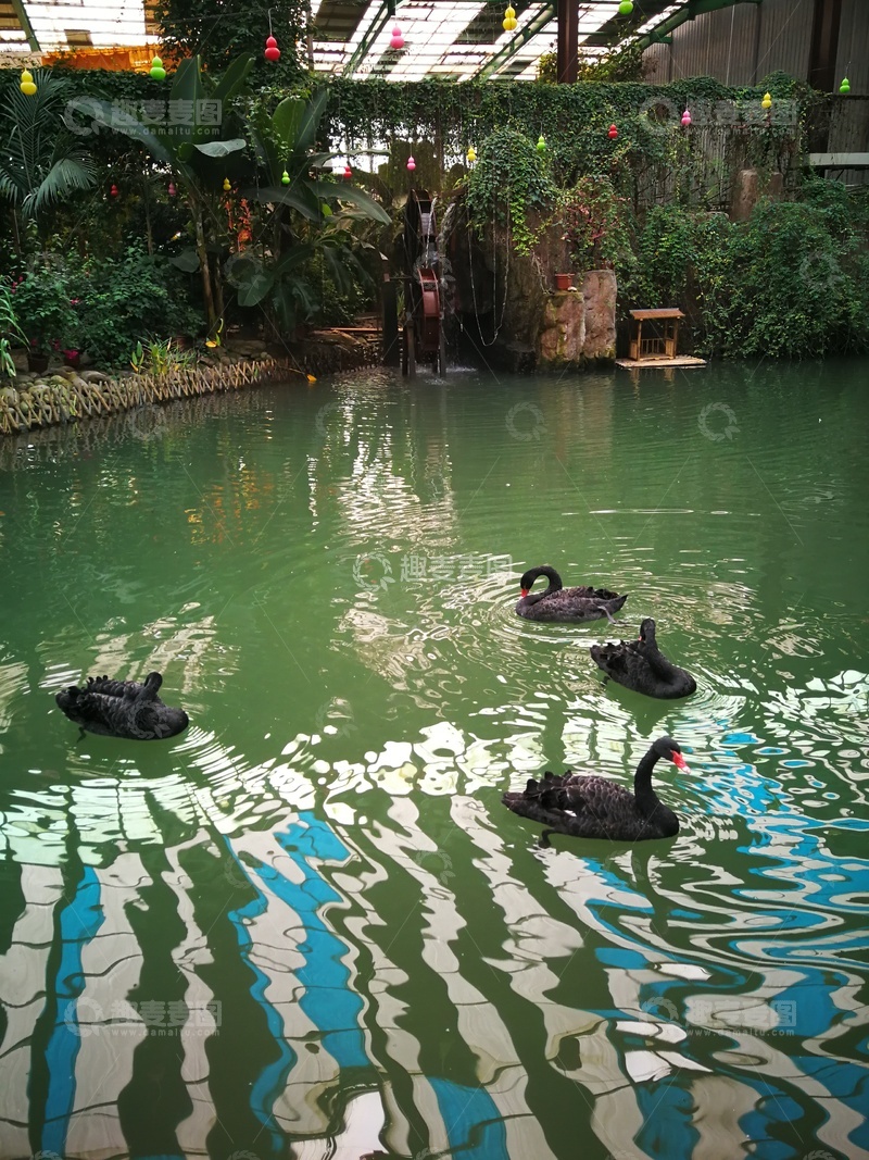 高清大图下载【趣麦麦图】热带植物园黑天鹅池景