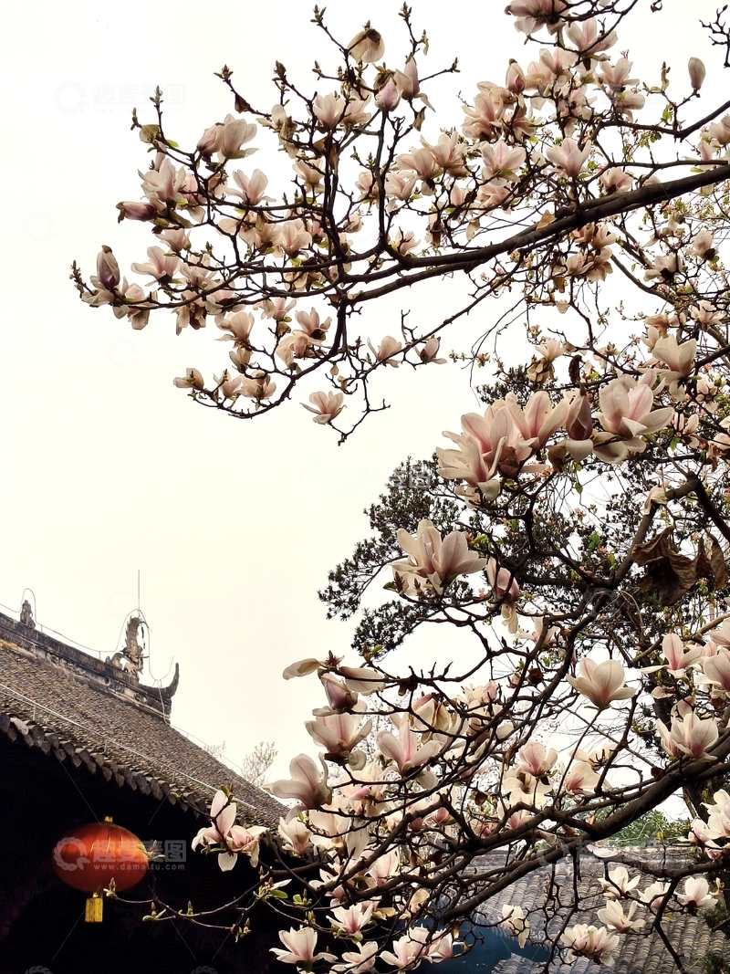 高清大图下载【趣麦麦图】玉兰花开古建筑风景
