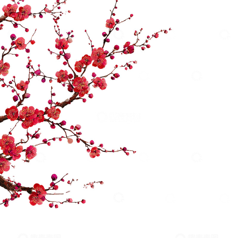 高清大图下载【趣麦麦图】春日梅花绽放的诗意梦境