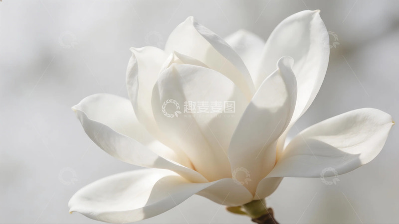 高清大图下载【趣麦麦图】白玉兰花特写摄影