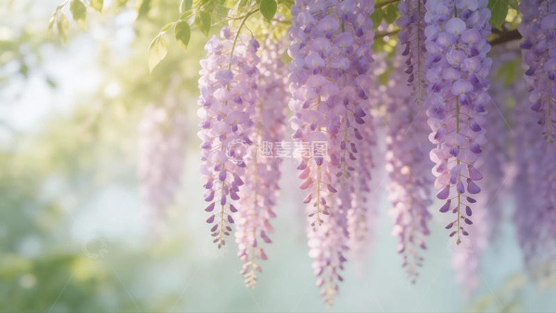 高清大图下载【趣麦麦图】春日紫藤花盛开
