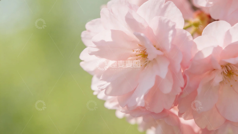 高清大图下载【趣麦麦图】春日樱花特写摄影图片