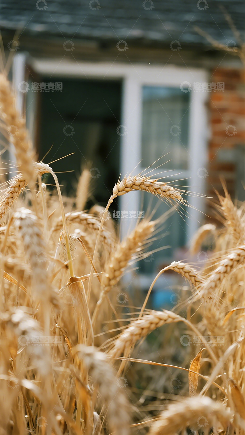 高清大图下载【趣麦麦图】田园风光麦穗前景建筑背景