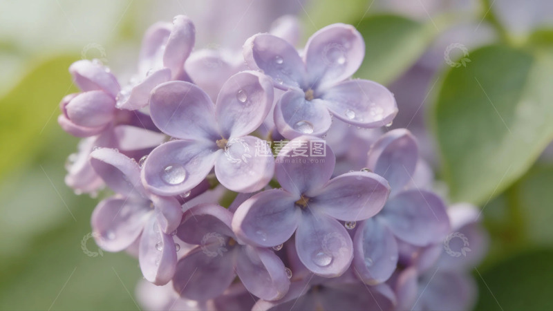 高清大图下载【趣麦麦图】丁香花露珠特写自然摄影