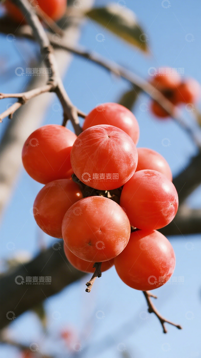高清大图下载【趣麦麦图】柿红秋实图片