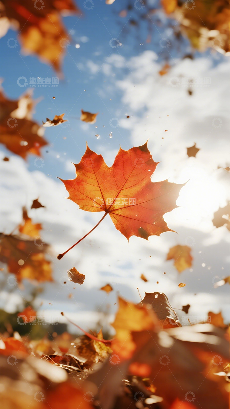 高清大图下载【趣麦麦图】秋意浓枫叶飘天空