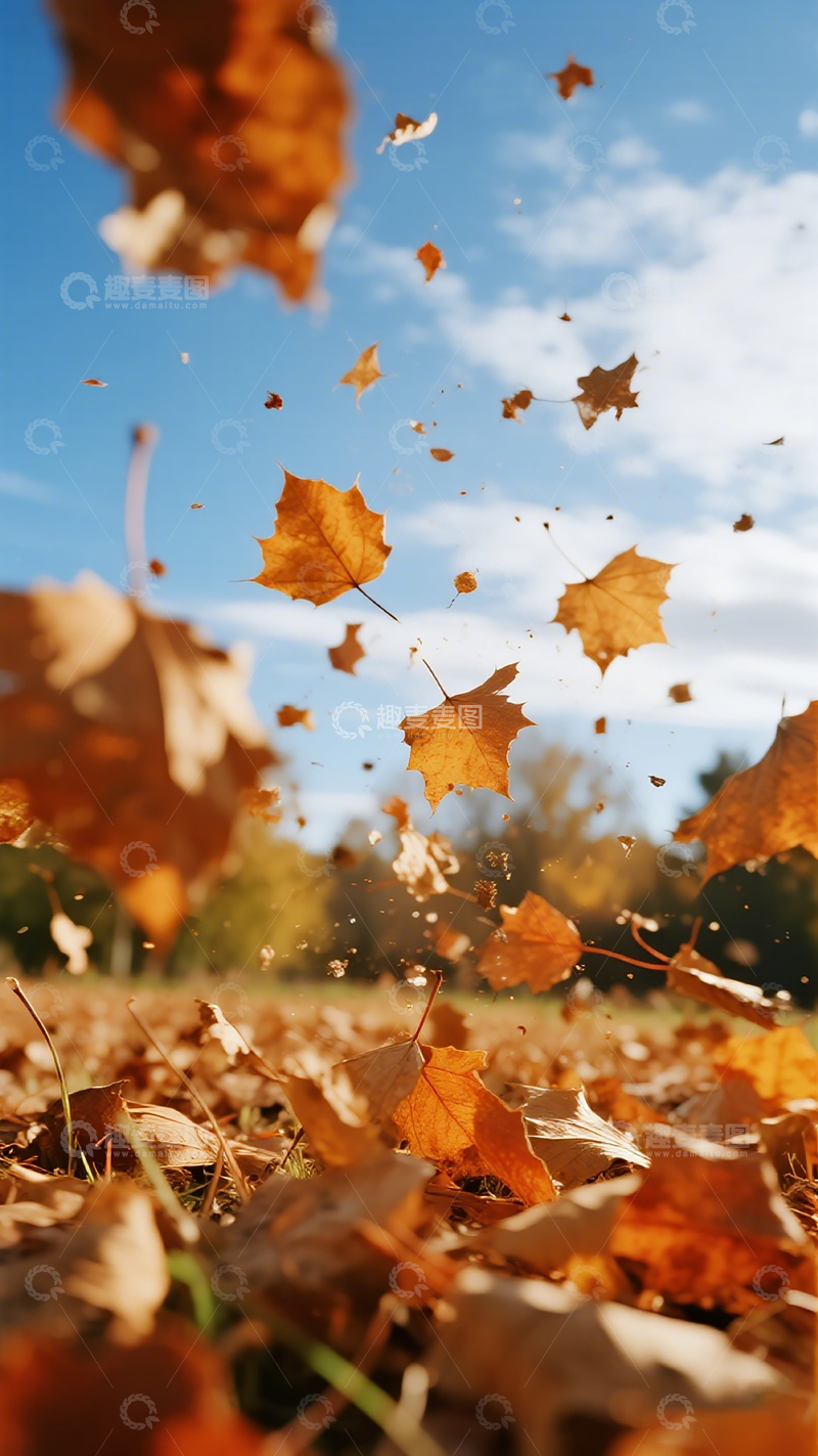高清大图下载【趣麦麦图】秋叶飘落自然风光摄影