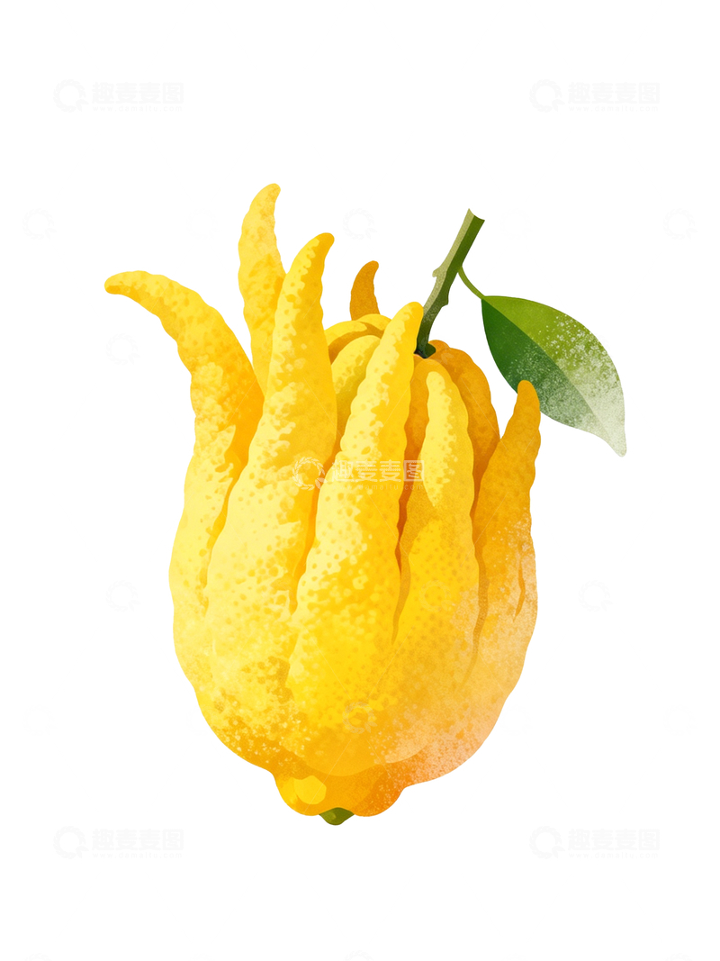 源文件下载【趣麦麦图】手绘风格佛手柑3