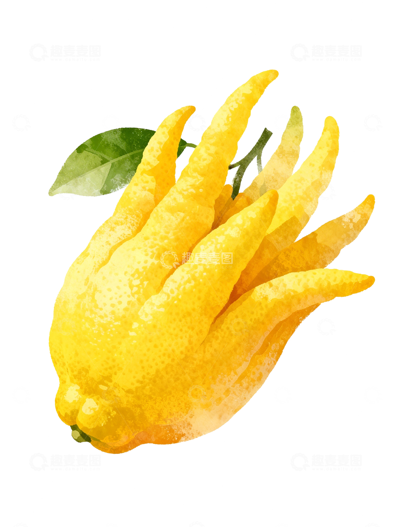 源文件下载【趣麦麦图】手绘风格佛手柑1