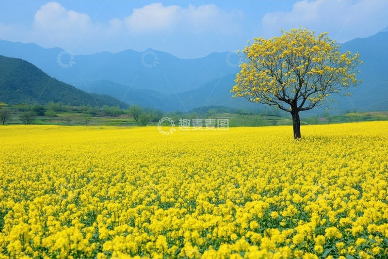 高清大图下载【趣麦麦图】一棵树和金黄色的油菜花田